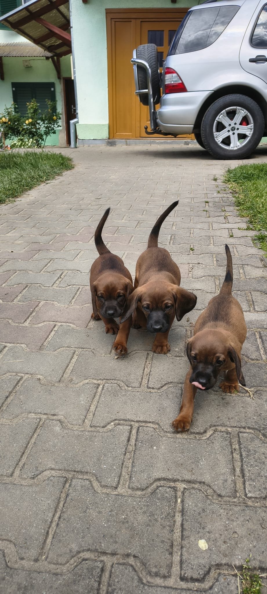 De vânzare căței curați Limier Barvarez