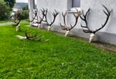 De vânzare o colecție de trofee de cerb mari, capitale.