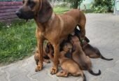 De vânzare căței curați Limier Barvarez