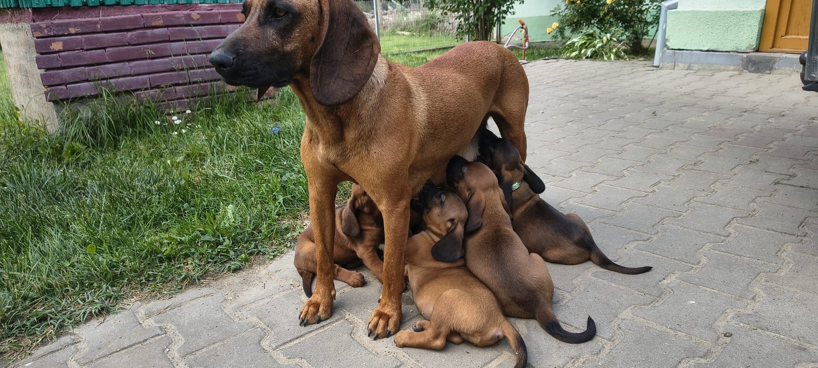 De vânzare căței curați Limier Barvarez