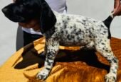 Pui de brac german cu parul scurt