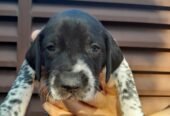 Vand brac german cu pedigree