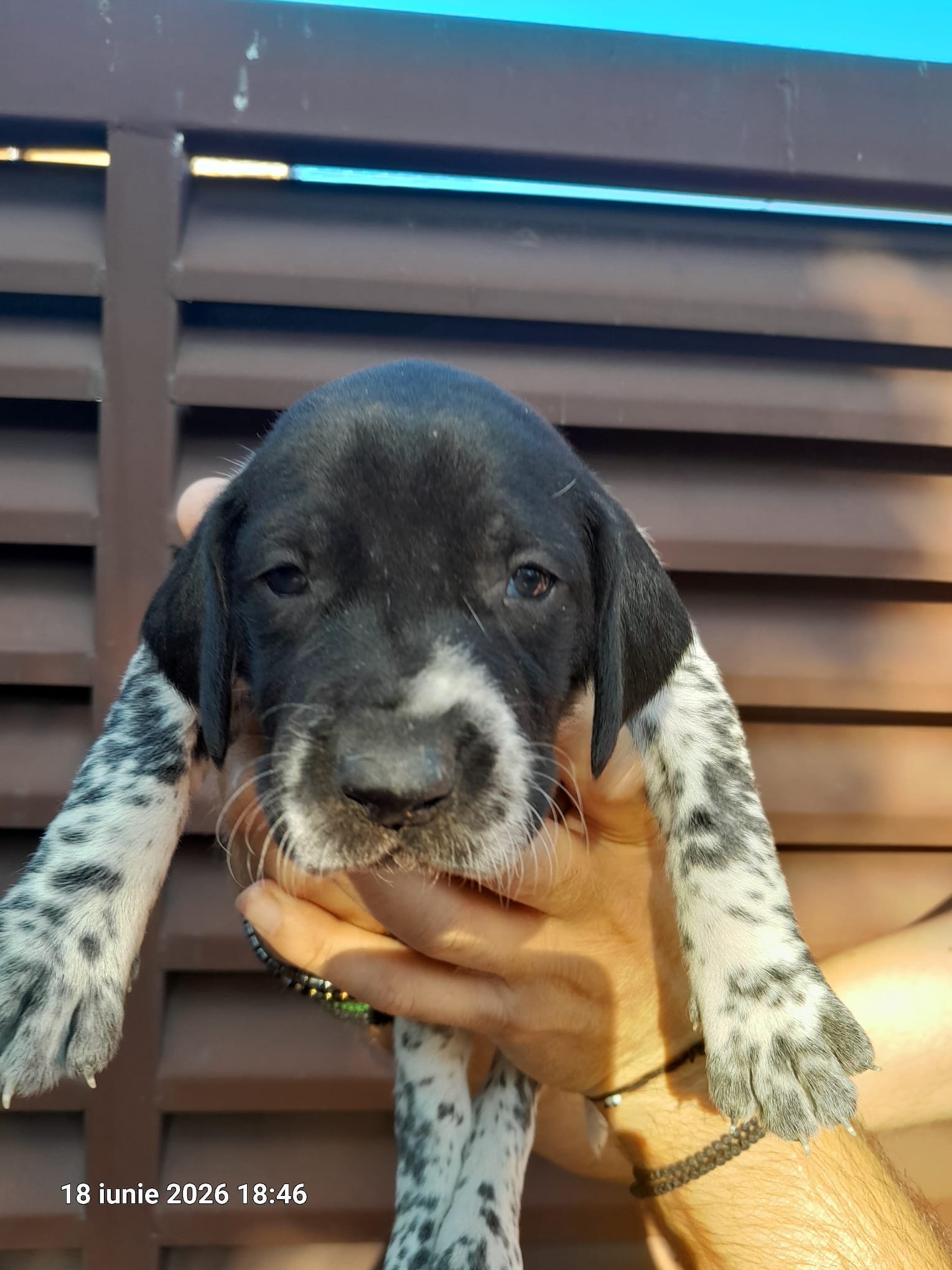 Vand brac german cu pedigree