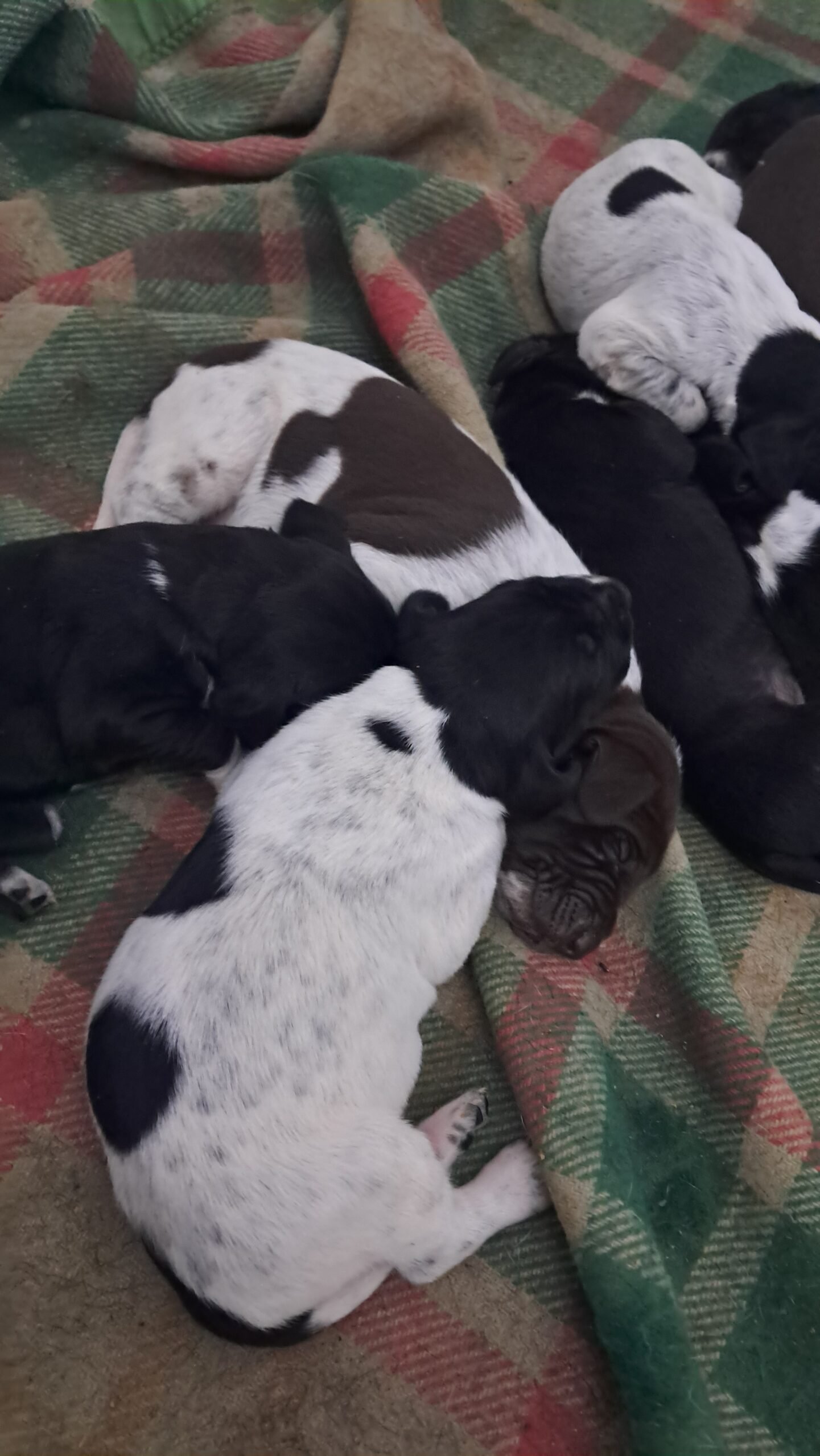Vand brac german cu pedigree