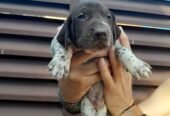 Vand brac german cu pedigree