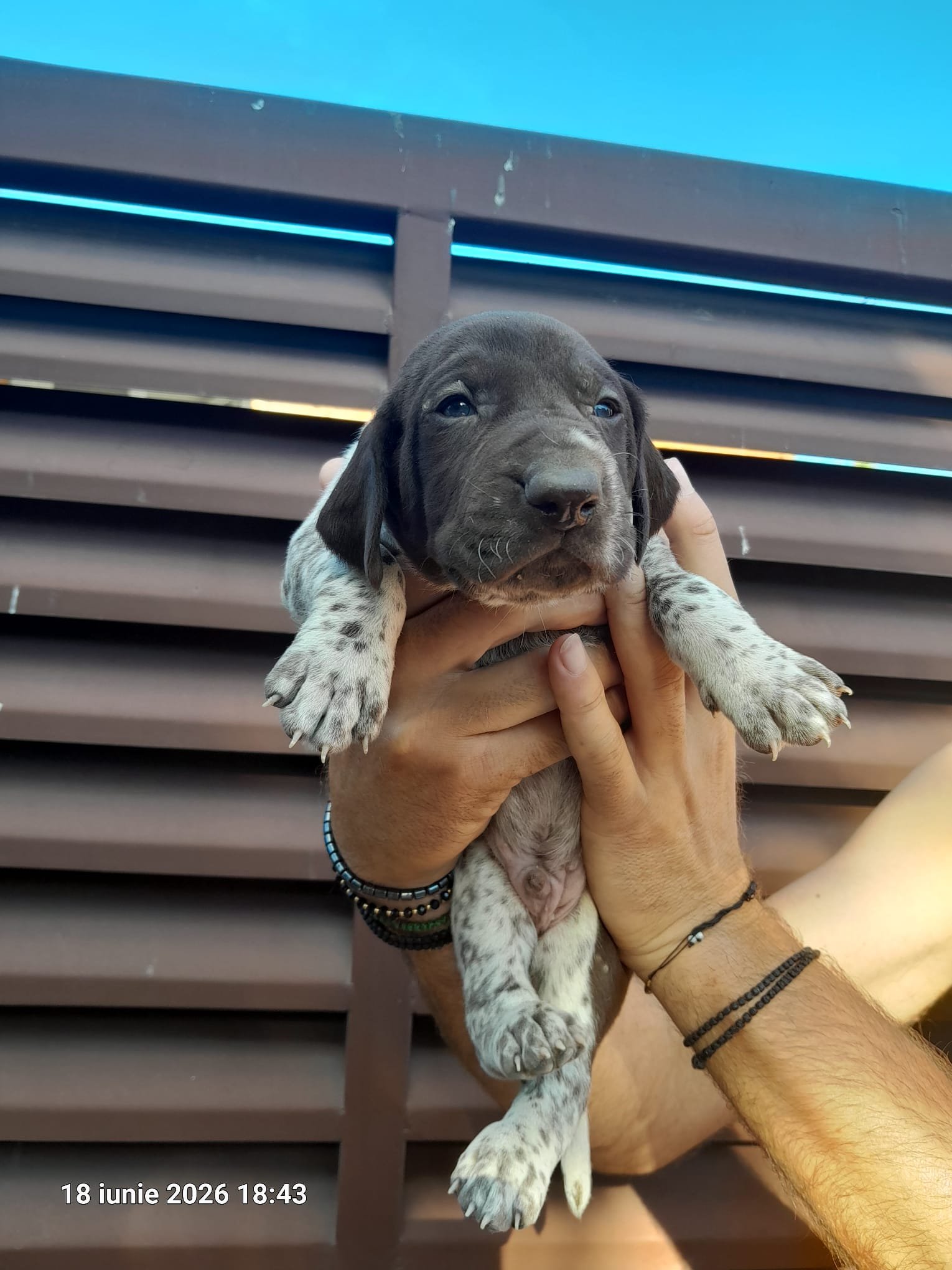 Vand brac german cu pedigree