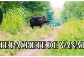 Vanatoare