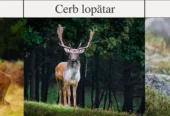 Cotele de recoltă aprobate pentru perioada de vânătoare 2026/2027, la speciile cerb comun, cerb lopătar şi capră neagră