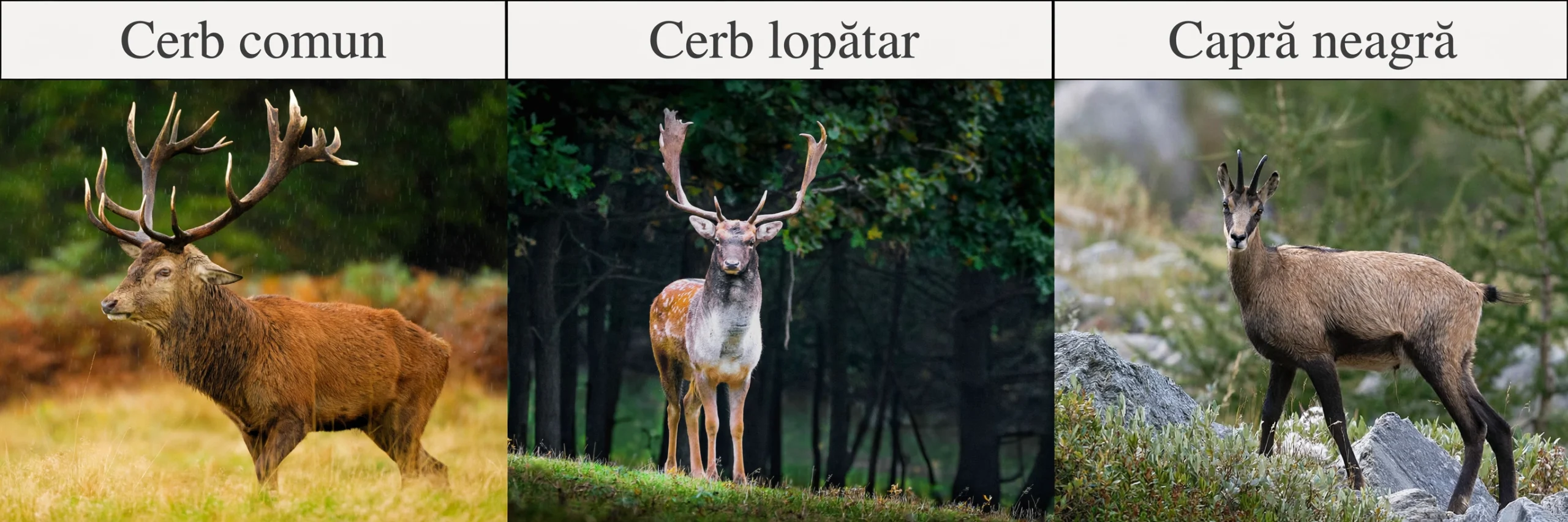 Cotele de recoltă aprobate pentru perioada de vânătoare 2026/2027, la speciile cerb comun, cerb lopătar şi capră neagră