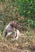 Brac german cu parul scurt, 9 saptamani, detin ambii parinti(tatal cu pedigree), scosi intens la vanatoare