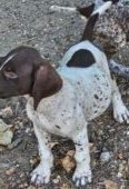 Brac german cu parul scurt, 9 saptamani, detin ambii parinti(tatal cu pedigree), scosi intens la vanatoare