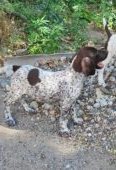 Brac german cu parul scurt, 9 saptamani, detin ambii parinti(tatal cu pedigree), scosi intens la vanatoare