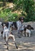Brac german cu parul scurt, 9 saptamani, detin ambii parinti(tatal cu pedigree), scosi intens la vanatoare