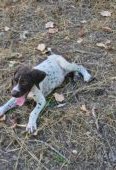 Brac german cu parul scurt, 9 saptamani, detin ambii parinti(tatal cu pedigree), scosi intens la vanatoare