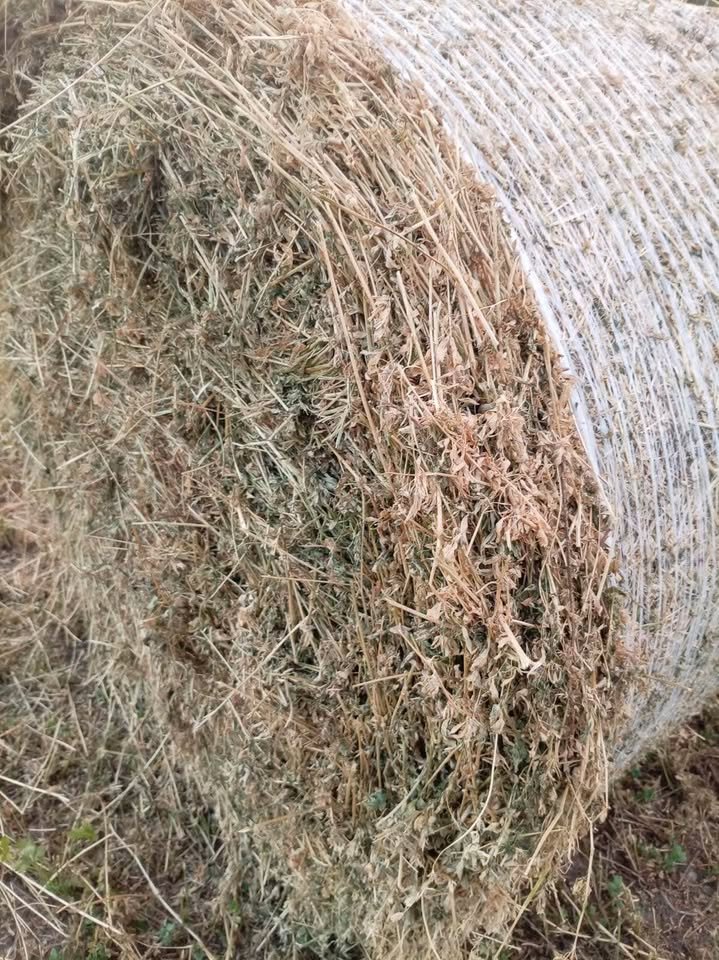 Vând 50 de baloți de lucernă coasa a 3 a producție 2026