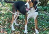 Mascul 10 luni, din mamà copoi tricolor sărbesc și tatăl foxhound