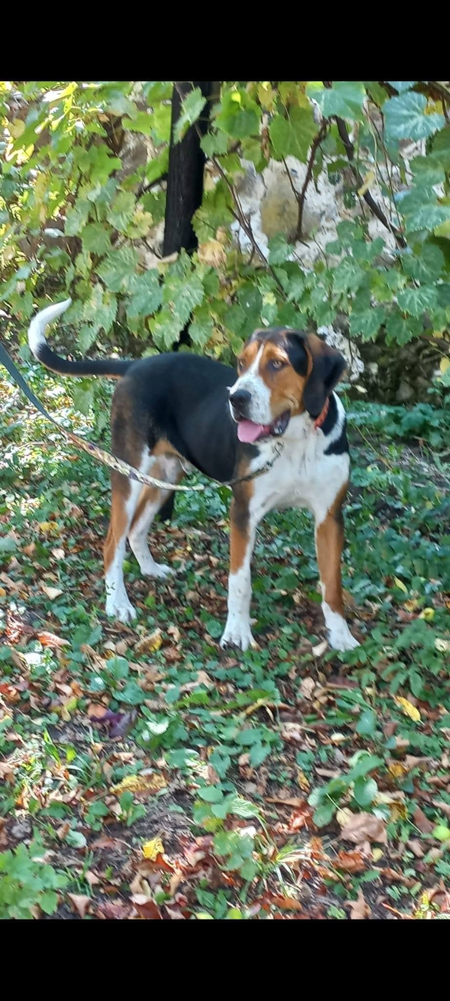 Mascul 10 luni, din mamà copoi tricolor sărbesc și tatăl foxhound