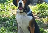 Mascul 10 luni, din mamà copoi tricolor sărbesc și tatăl foxhound
