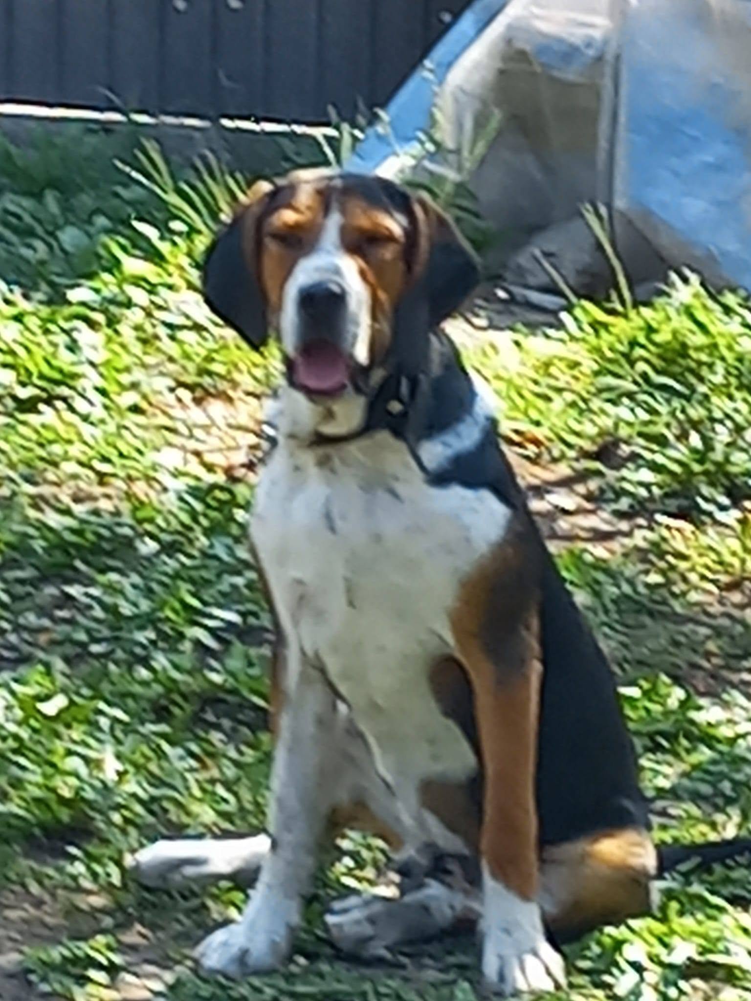 Mascul 10 luni, din mamà copoi tricolor sărbesc și tatăl foxhound