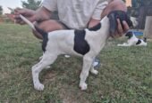 English Pointer femelă – 2 luni și 2 săptămâni – Bacău