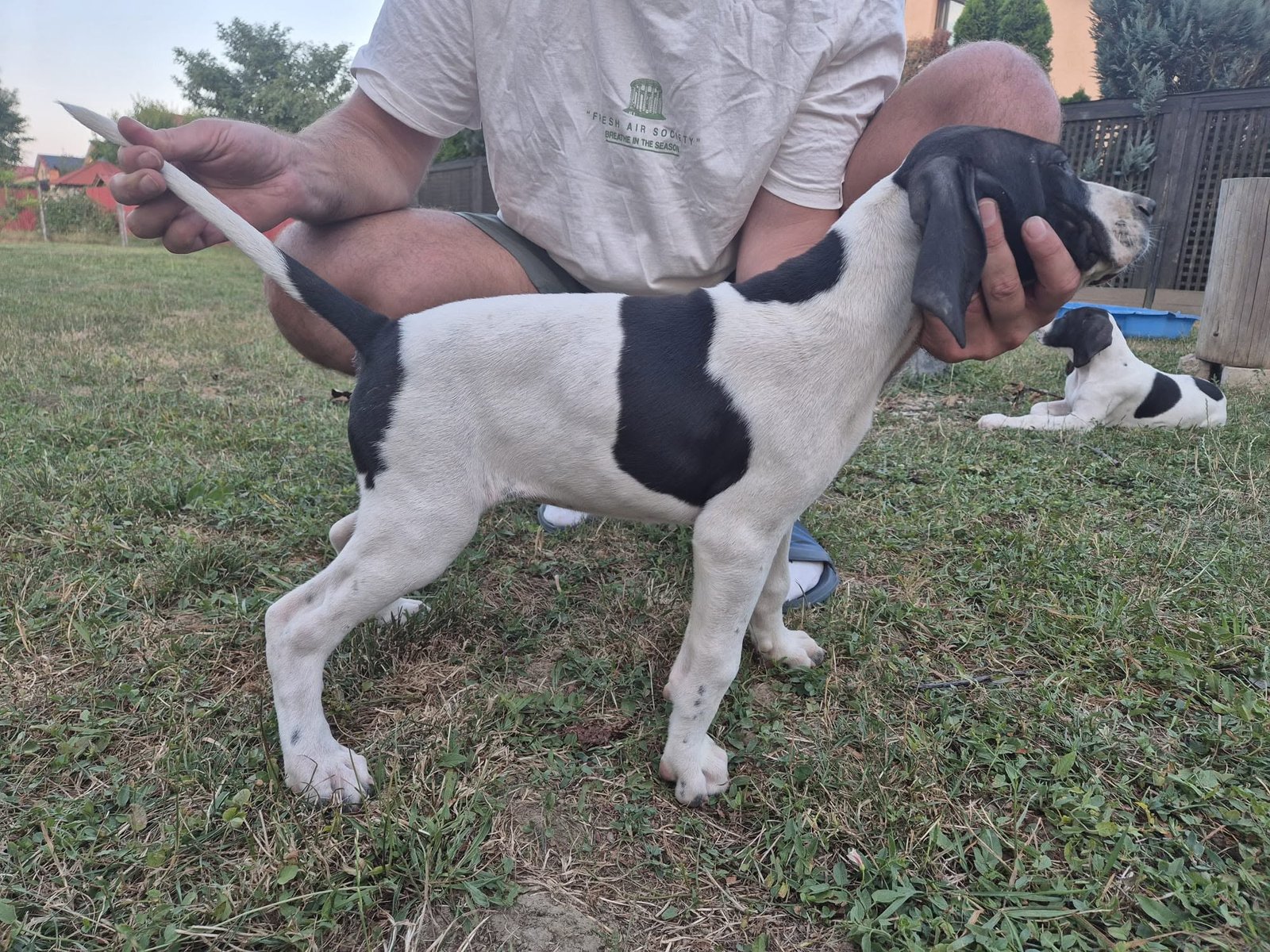 English Pointer femelă – 2 luni și 2 săptămâni – Bacău