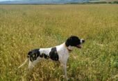 English Pointer femelă – 2 luni și 2 săptămâni – Bacău