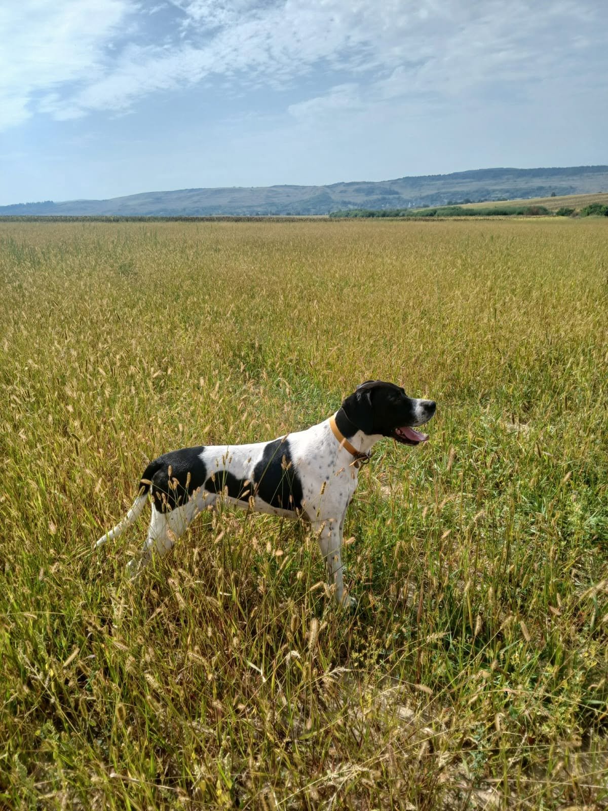 English Pointer femelă – 2 luni și 2 săptămâni – Bacău