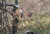 English Pointer femelă – 2 luni și 2 săptămâni – Bacău