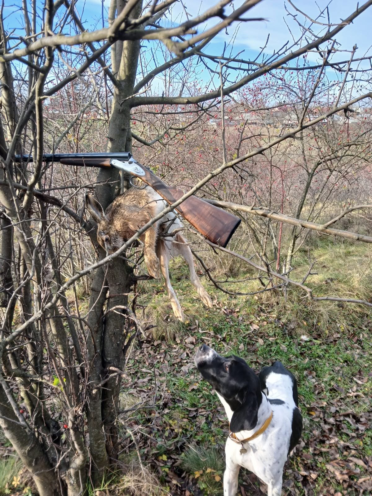 English Pointer femelă – 2 luni și 2 săptămâni – Bacău