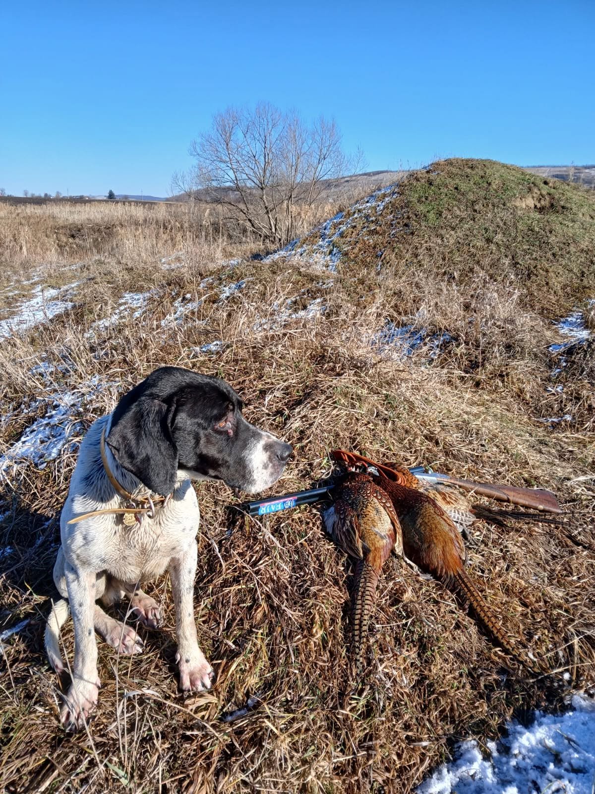 English Pointer femelă – 2 luni și 2 săptămâni – Bacău