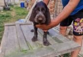 Pui brac sârmos în vărsa de 8 săptămâni, din părinți vânători, în căutare de parteneri de vanatoare