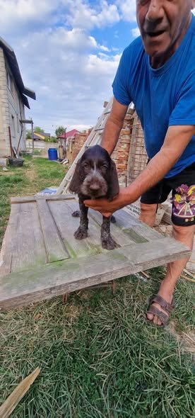 Pui brac sârmos în vărsa de 8 săptămâni, din părinți vânători, în căutare de parteneri de vanatoare