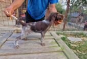 Pui brac sârmos în vărsa de 8 săptămâni, din părinți vânători, în căutare de parteneri de vanatoare