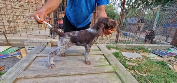 Pui brac sârmos în vărsa de 8 săptămâni, din părinți vânători, în căutare de parteneri de vanatoare