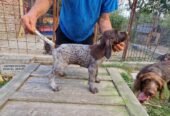 Pui brac sârmos în vărsa de 8 săptămâni, din părinți vânători, în căutare de parteneri de vanatoare