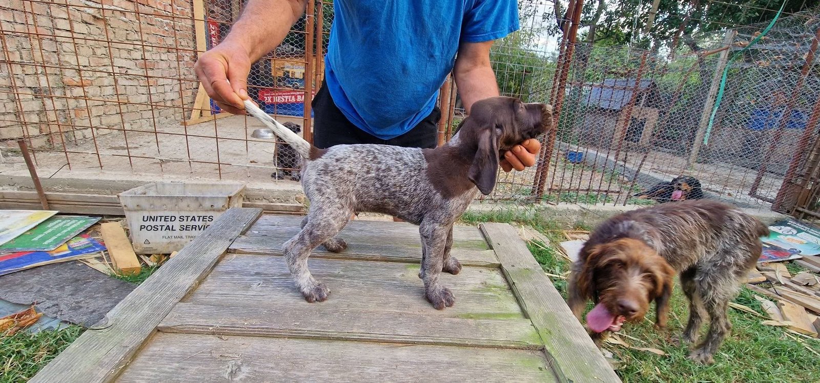 Pui brac sârmos în vărsa de 8 săptămâni, din părinți vânători, în căutare de parteneri de vanatoare
