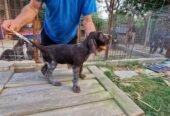 Pui brac sârmos în vărsa de 8 săptămâni, din părinți vânători, în căutare de parteneri de vanatoare