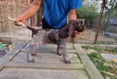 Pui brac sârmos în vărsa de 8 săptămâni, din părinți vânători, în căutare de parteneri de vanatoare