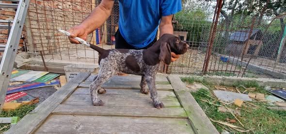 Pui brac sârmos în vărsa de 8 săptămâni, din părinți vânători, în căutare de parteneri de vanatoare