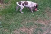 Pui de brak german din parinți foarte buni la vânatoare.Sibiu Tel 0728855714