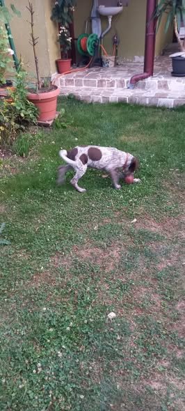 Pui de brak german din parinți foarte buni la vânatoare.Sibiu Tel 0728855714