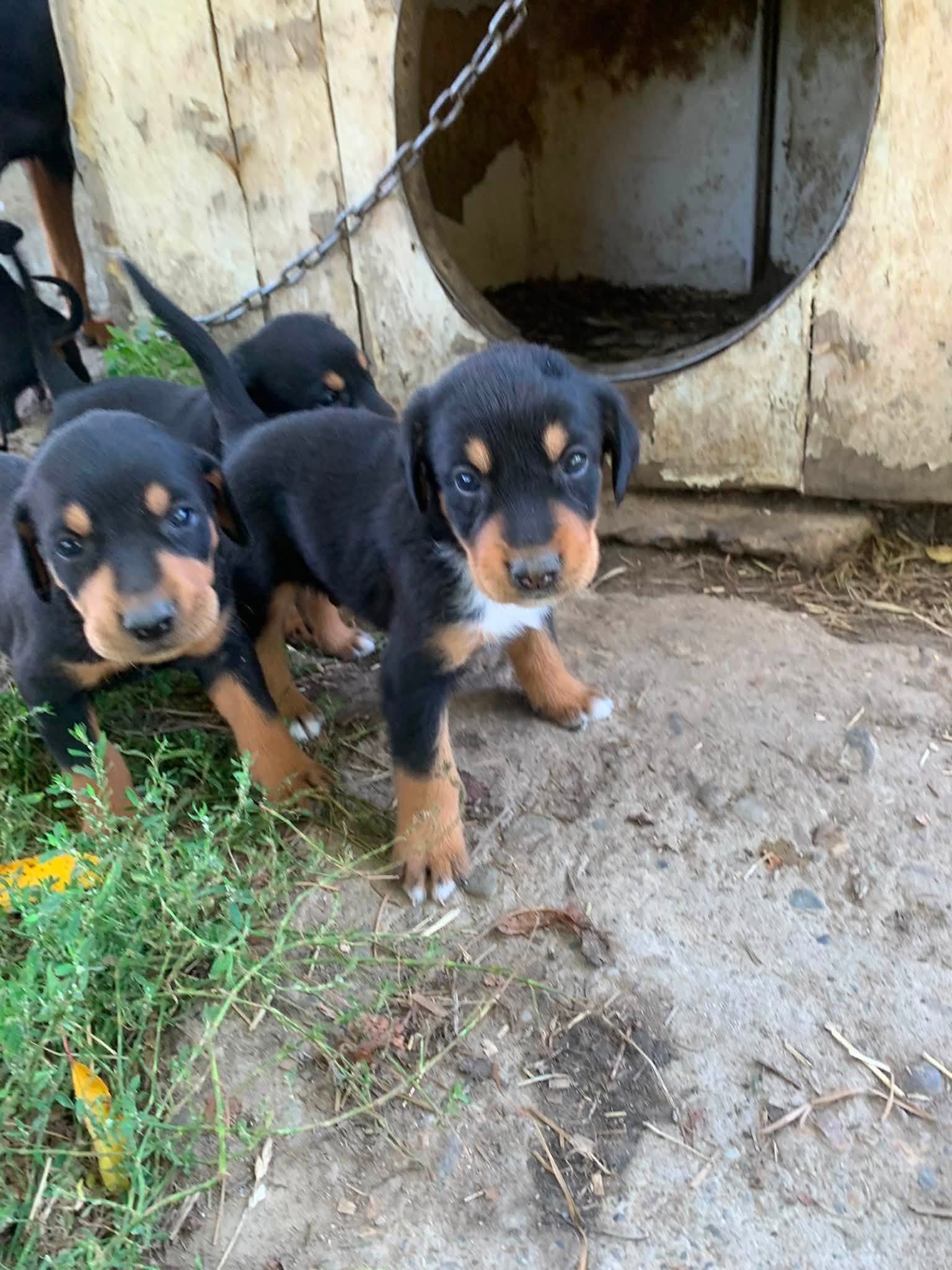 Disponibili un mascul și o femelă 0771426167