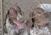 Pui de brak german din parinți foarte buni la vânatoare.Sibiu Tel 0728855714