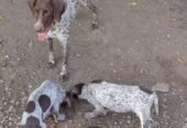 Pui de brak german din parinți foarte buni la vânatoare.Sibiu Tel 0728855714