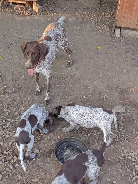Pui de brak german din parinți foarte buni la vânatoare.Sibiu Tel 0728855714