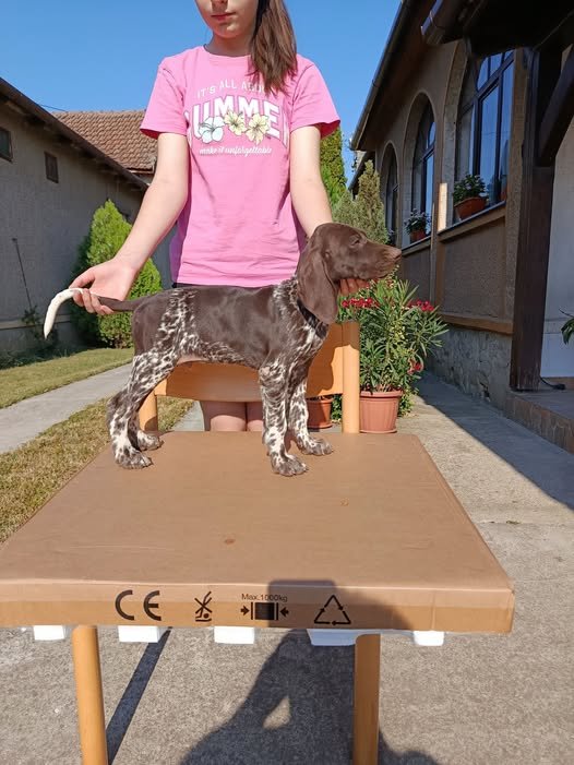 Masculi cu pedigree, caută noi vânători.Detalii în privat.Carei SM.