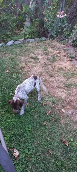 Pui de brak german din parinți foarte buni la vânatoare.Sibiu Tel 0728855714