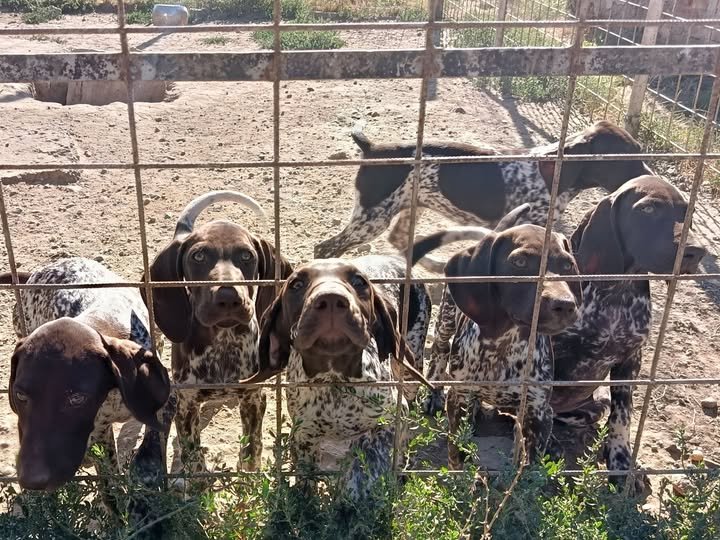 Masculi cu pedigree, caută noi vânători.Detalii în privat.Carei SM.