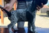 Brac German –păr scurt – 7 săptămâni