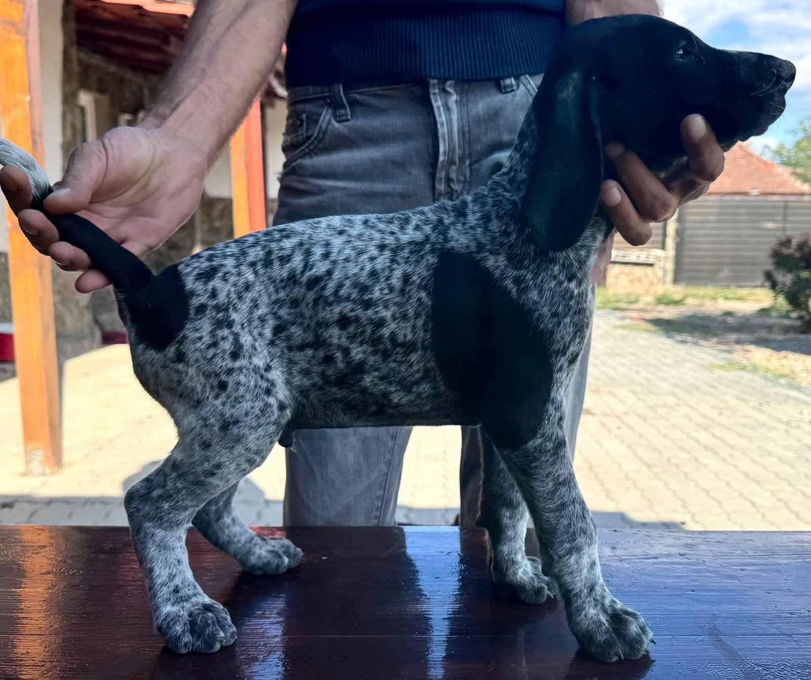 Brac German –păr scurt – 7 săptămâni